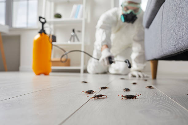 Post-Treatment Bed Bug Interceptor Monitoring in Leon Valley